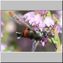 Synanthedon formicaeformis - Glasfluegler 15b auf Heide - Sandgrube Niedringhaussee.jpg